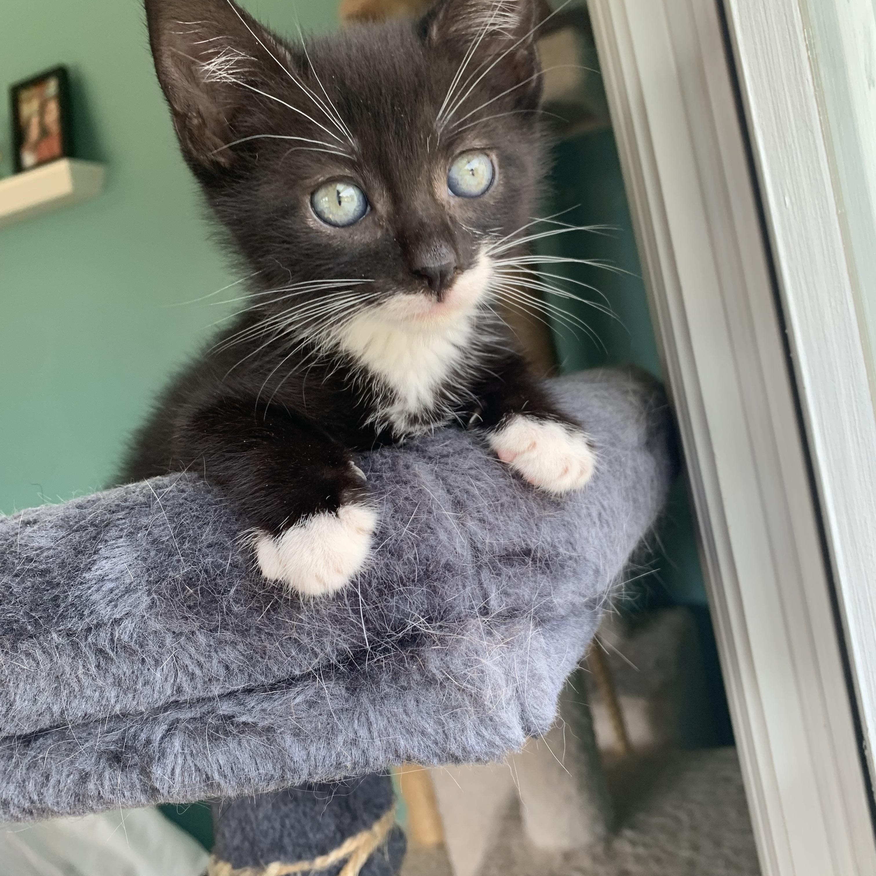 Boo, a Adoptable Domestic Short Hair in Syosset, NY image 4/6