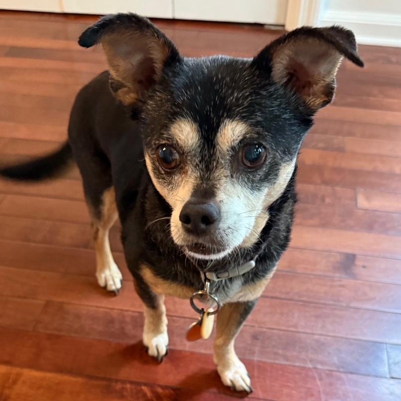 Sandy, Adopted, Senior Female Chihuahua.