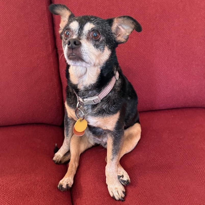 Sandy, a Adopted mixed breed in Monroe, GA image 3/3