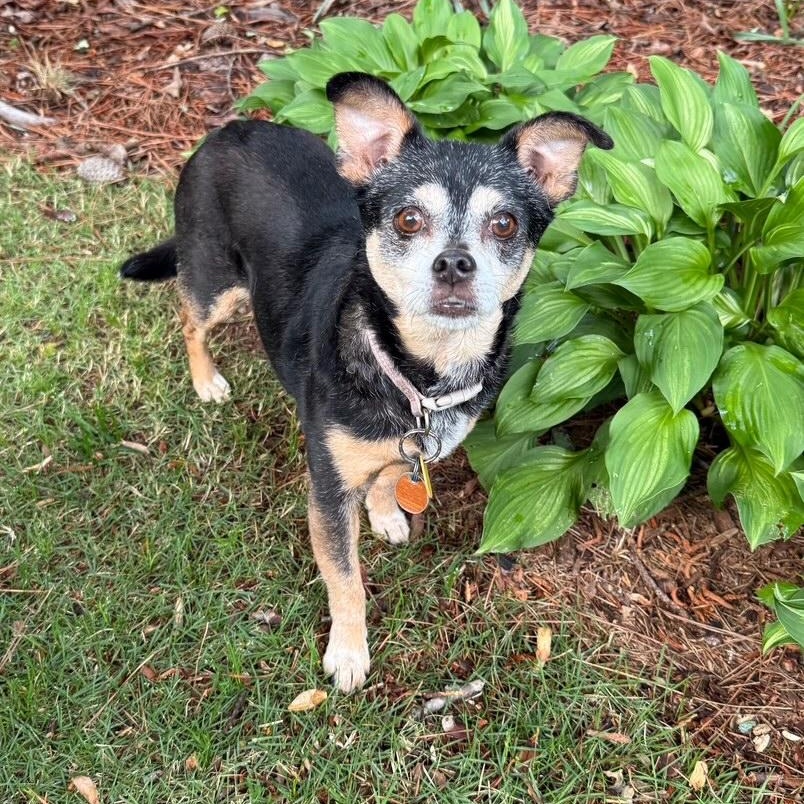 Sandy, a Adopted mixed breed in Monroe, GA image 2/3