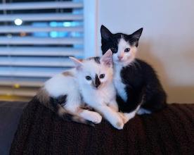 Enlarge Panda Bear, a Adoptable mixed breed in Mount Prospect, IL image 2/4