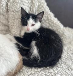 Enlarge Panda Bear, a Adoptable mixed breed in Mount Prospect, IL image 1/4