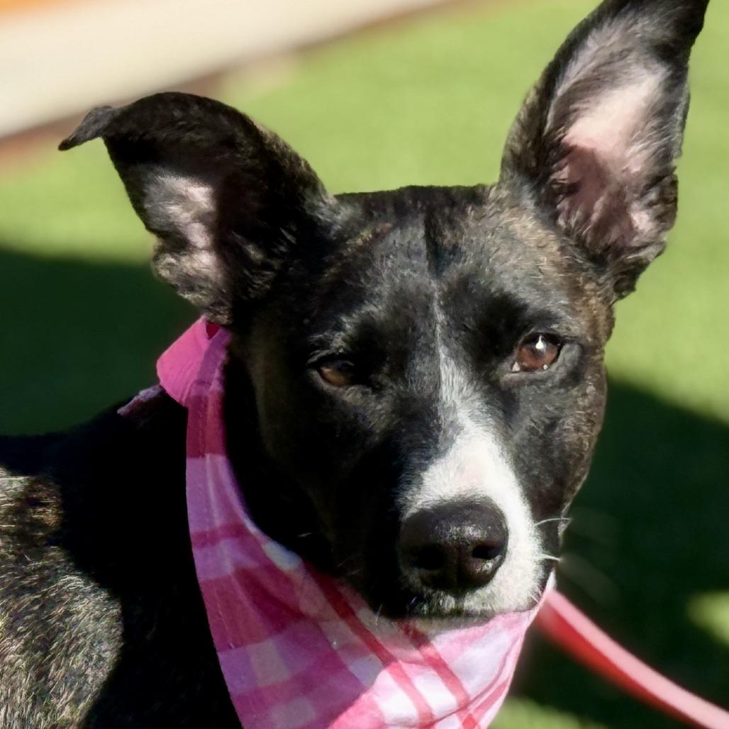 Enlarge Truffles - a prancing beauty!, a Adoptable mixed breed in Austin, TX image 2/6