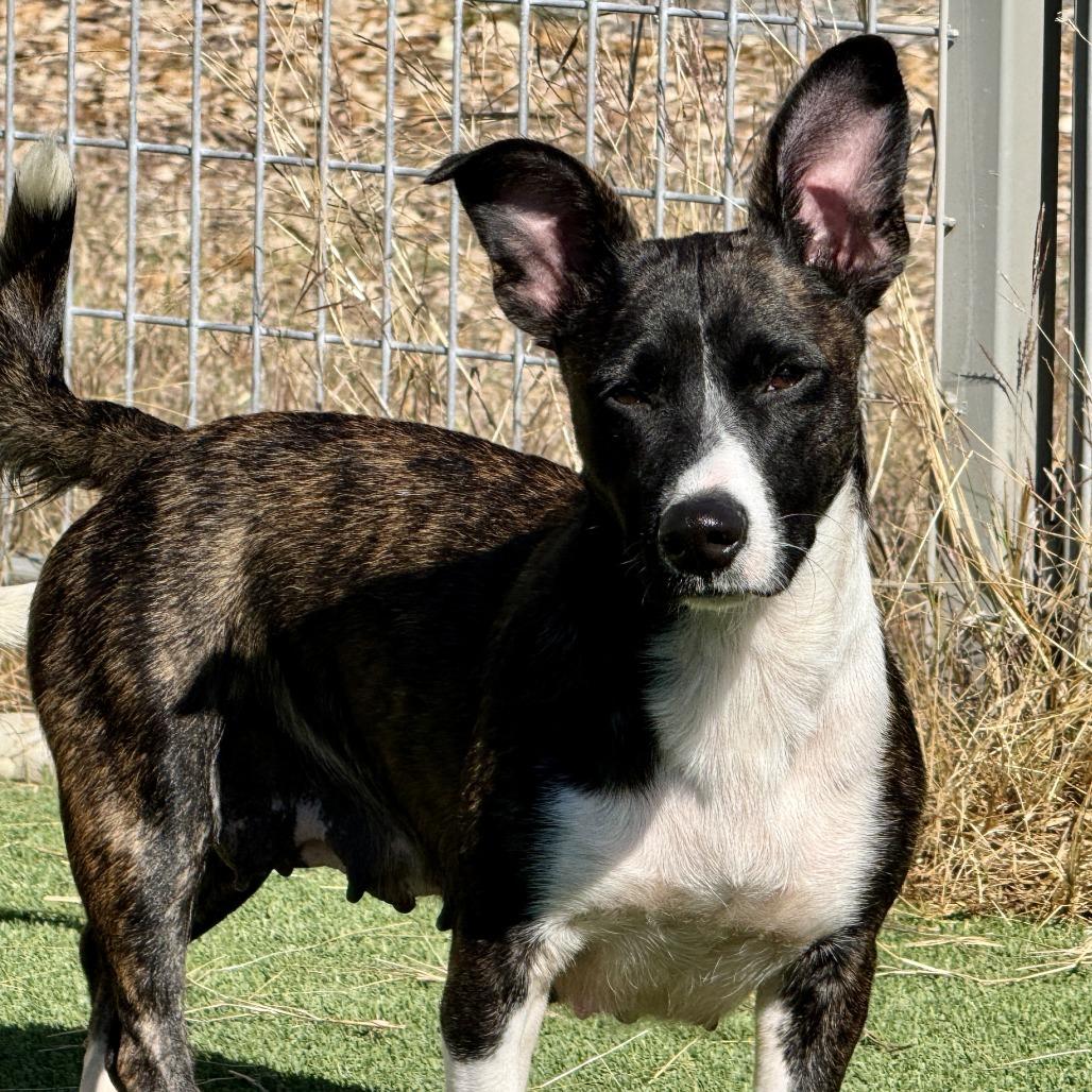 Enlarge Truffles - a prancing beauty!, a Adoptable mixed breed in Austin, TX image 3/6