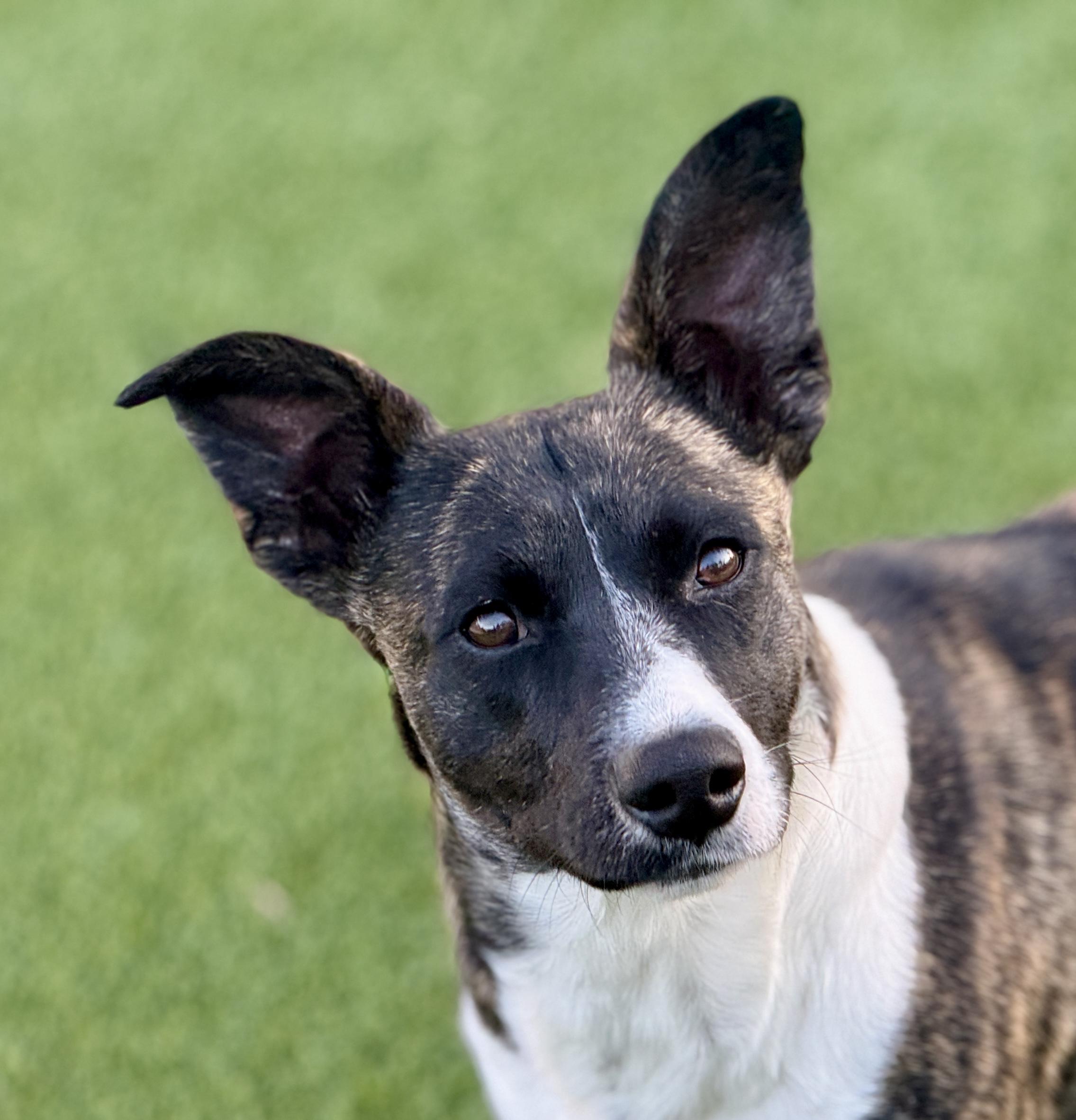 Enlarge Truffles - a prancing beauty!, a Adoptable mixed breed in Austin, TX image 4/6