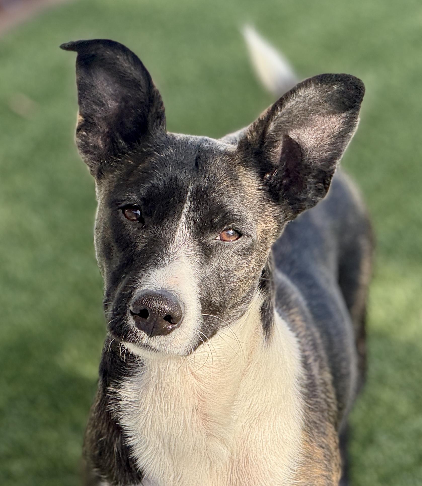 Truffles - a prancing beauty!, Adoptable, Young Female Cardigan Welsh Corgi & Mixed Breed.