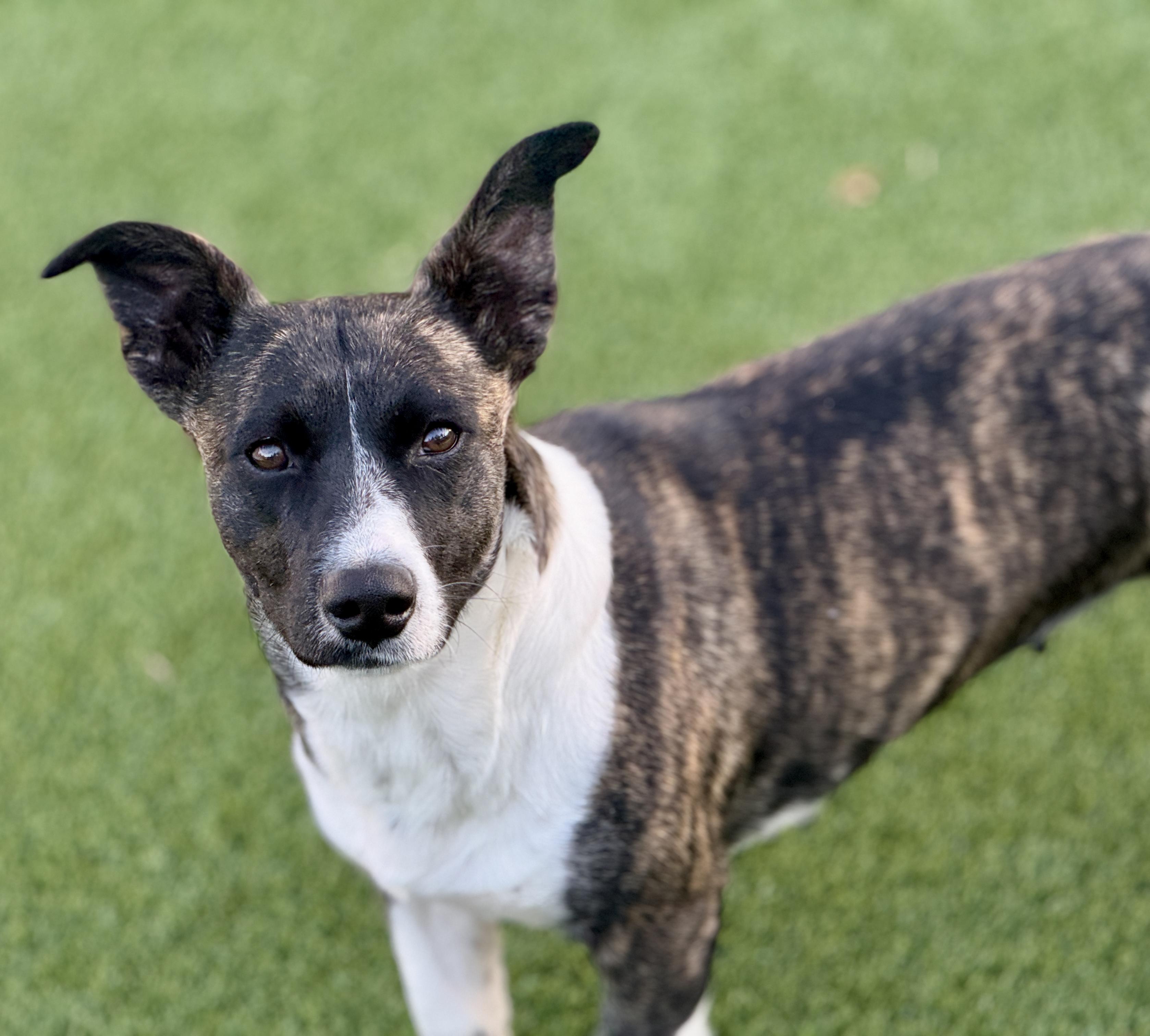 Enlarge Truffles - a prancing beauty!, a Adoptable mixed breed in Austin, TX image 5/6