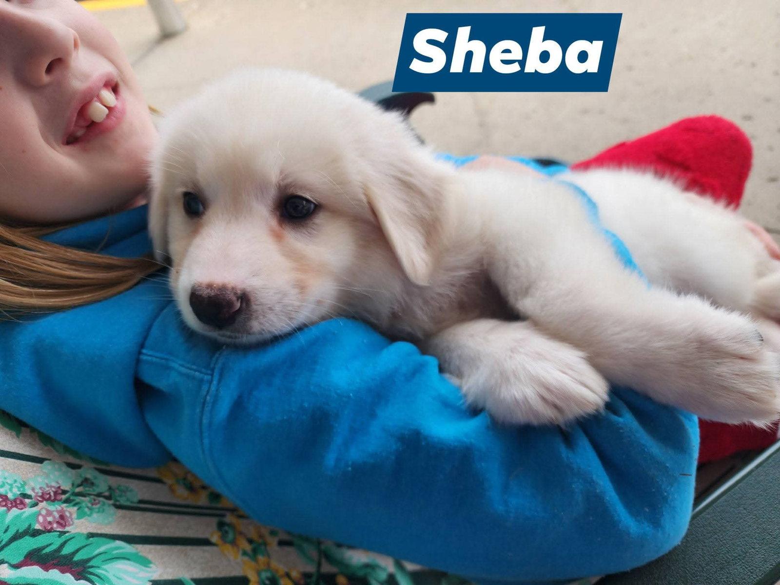 Enlarge Sheba, a Adoptable Great Pyrenees in Marine City, MI image 1/3