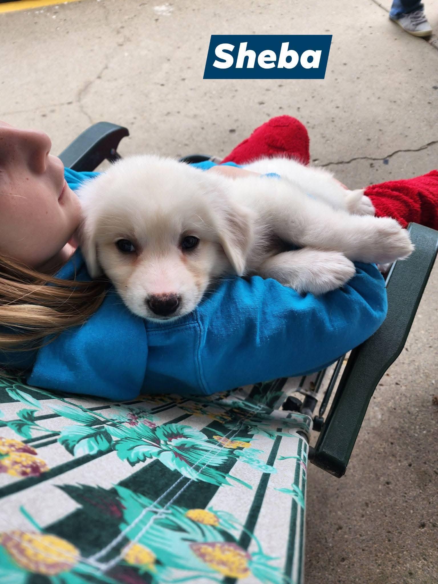 Enlarge Sheba, a Adoptable Great Pyrenees in Marine City, MI image 2/3