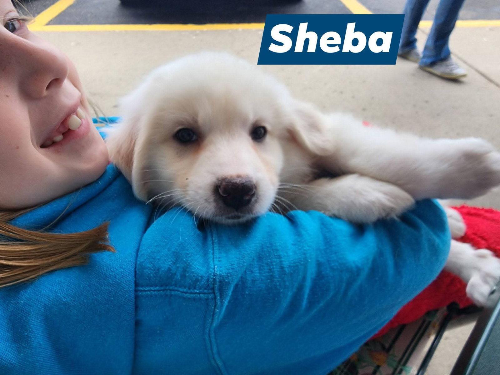 Enlarge Sheba, a Adoptable Great Pyrenees in Marine City, MI image 3/3