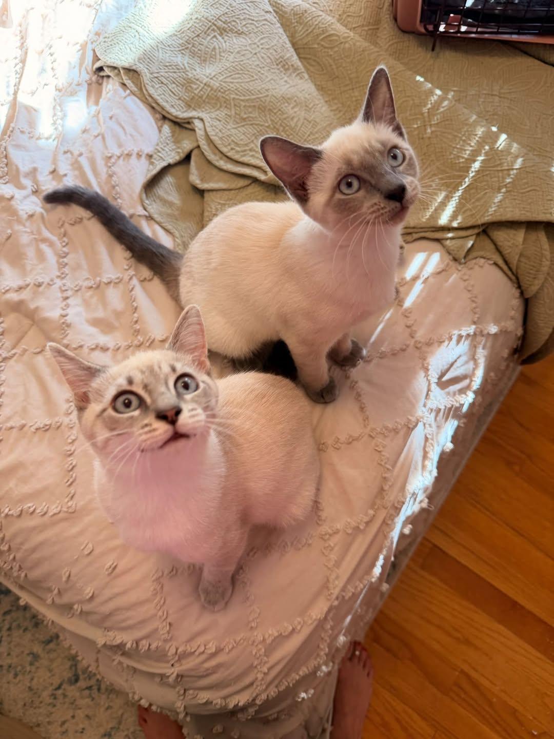 Jinx, adopted, Kitten Female Domestic Short Hair & Siamese.