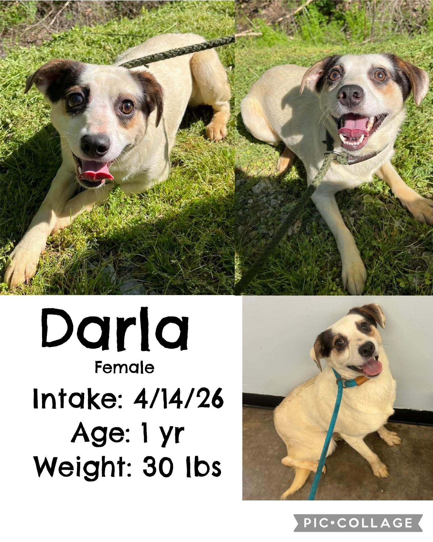 Darla, ADOPTABLE, Adult Female Bulldog.