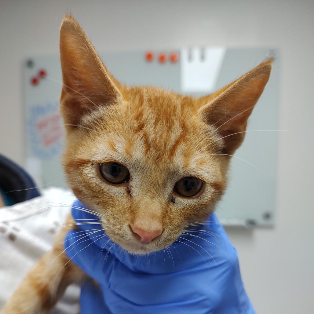 Enlarge Juan Carlos, a Adoptable Domestic Short Hair in Long Beach, CA image 2/4