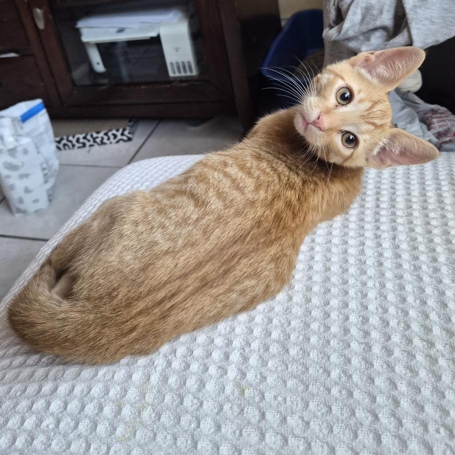 Enlarge Juan Carlos, a Adoptable Domestic Short Hair in Long Beach, CA image 4/4