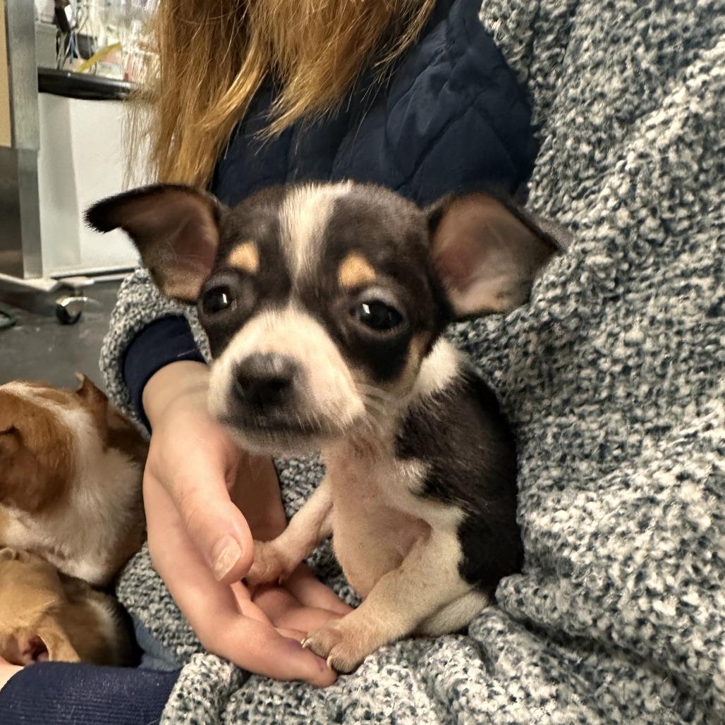 Acorn, a Adoptable Chihuahua in Enfield, NH image 1/2