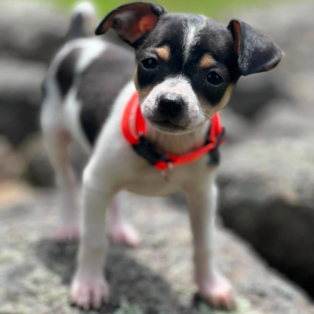 Acorn, a Adoptable Chihuahua in Enfield, NH image 2/2