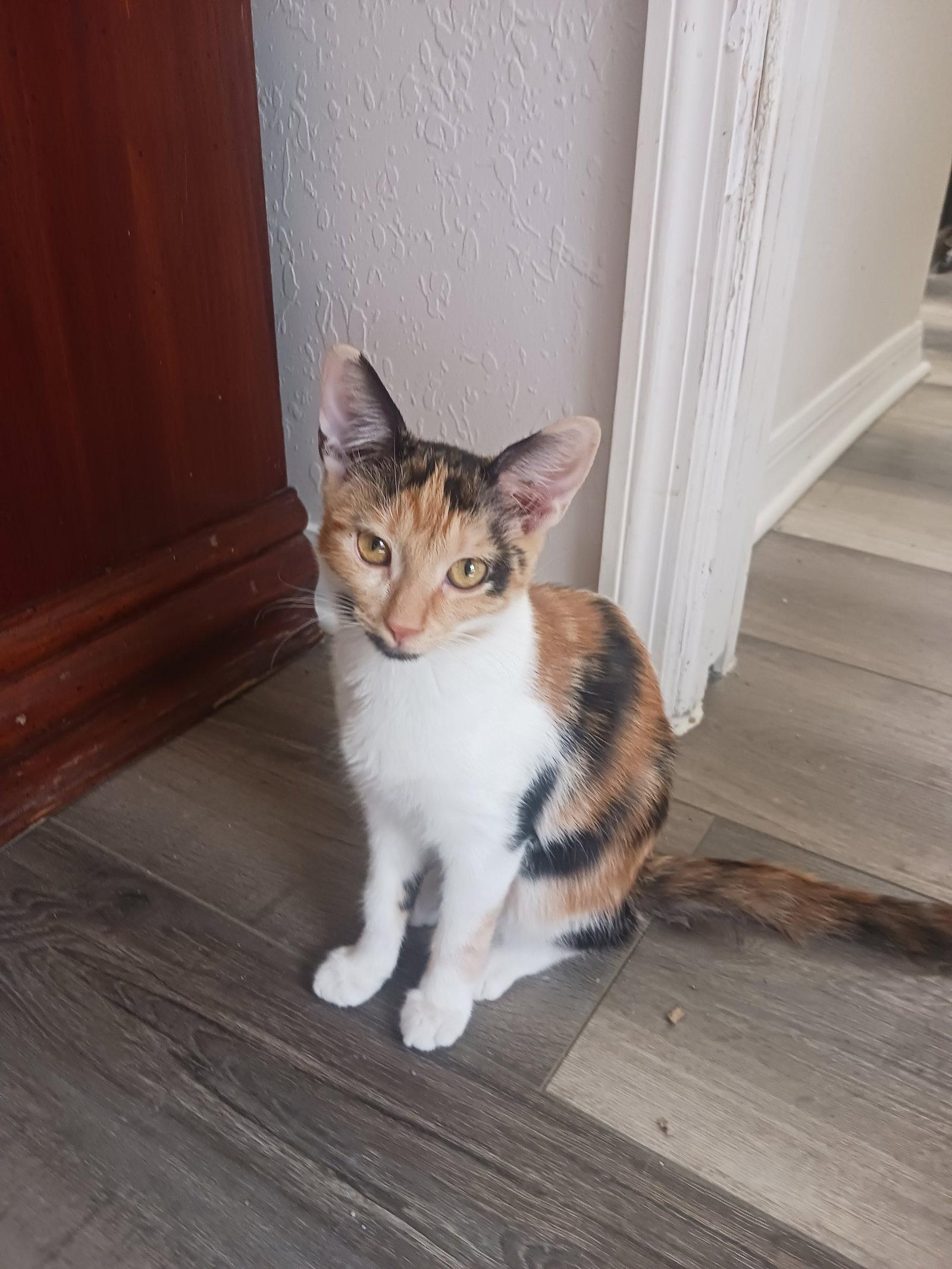 Enlarge Glinda (1110), a Adoptable Calico in Wesley Chapel, FL image 1/1