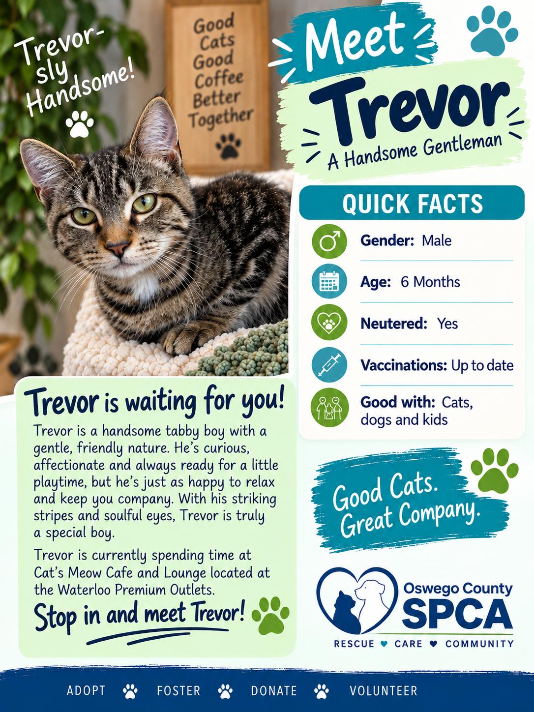 Enlarge Trevor, a Adoptable mixed breed in Fulton, NY image 1/1