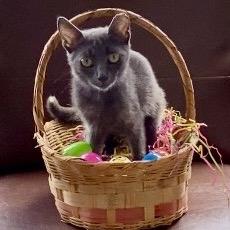 Bunny, Adoptable, Kitten Female Russian Blue.