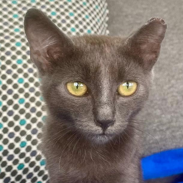 Bunny, a Adoptable Russian Blue in Christiansted, VI image 4/5
