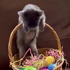 Bunny, a Adoptable Russian Blue in Christiansted, VI image 2/5
