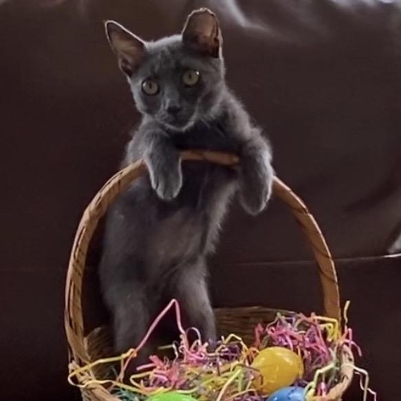 Bunny, a Adoptable Russian Blue in Christiansted, VI image 5/5