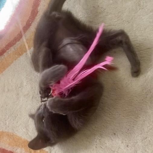 Bunny, a Adoptable Russian Blue in Christiansted, VI image 3/5