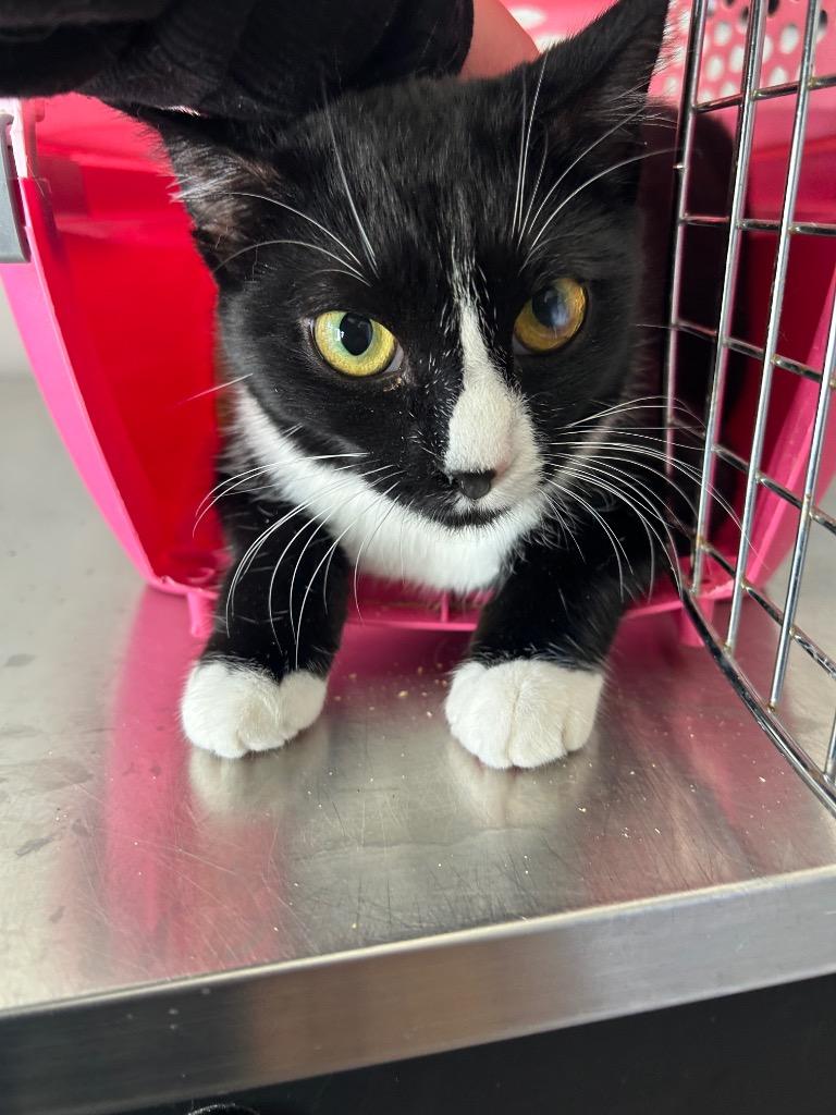 Margene, Adoptable, Young Female Domestic Short Hair.