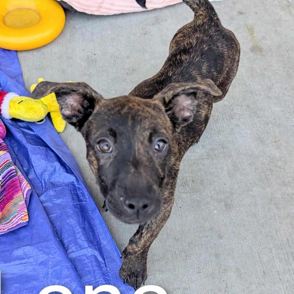 Lana Mang OS NV, a Adoptable Pit Bull Terrier in Las Vegas, NV image 2/2