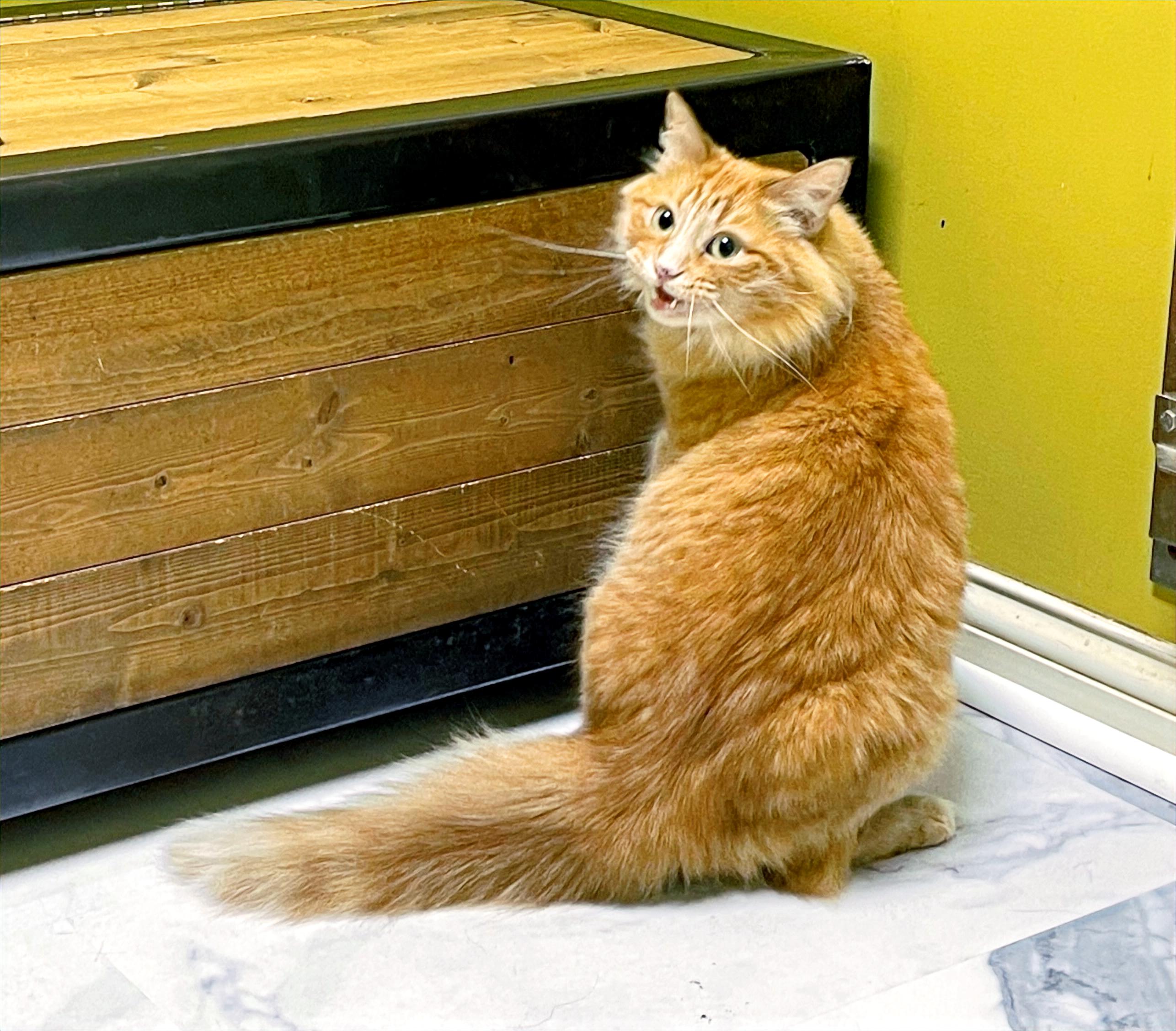 Clementine, a Adoptable Domestic Long Hair in Columbia, KY image 4/5