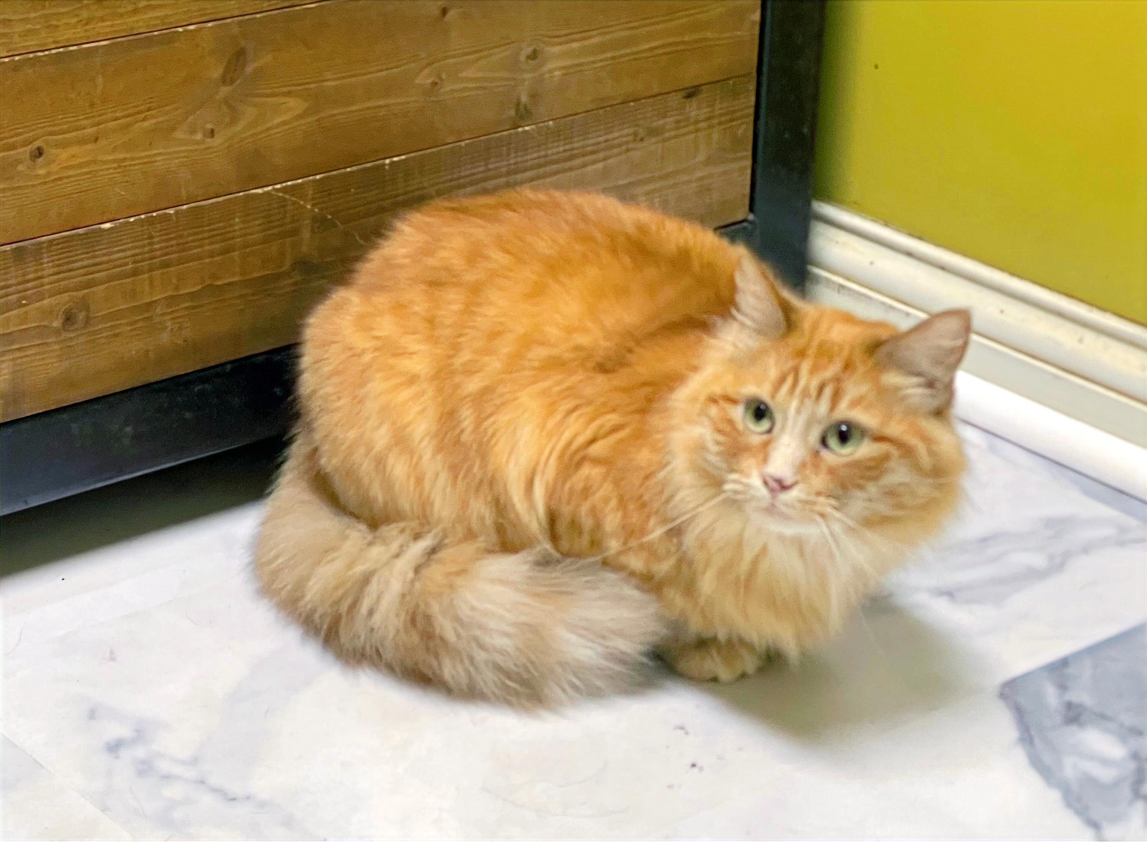 Clementine, Adoptable, Adult Female Domestic Long Hair.