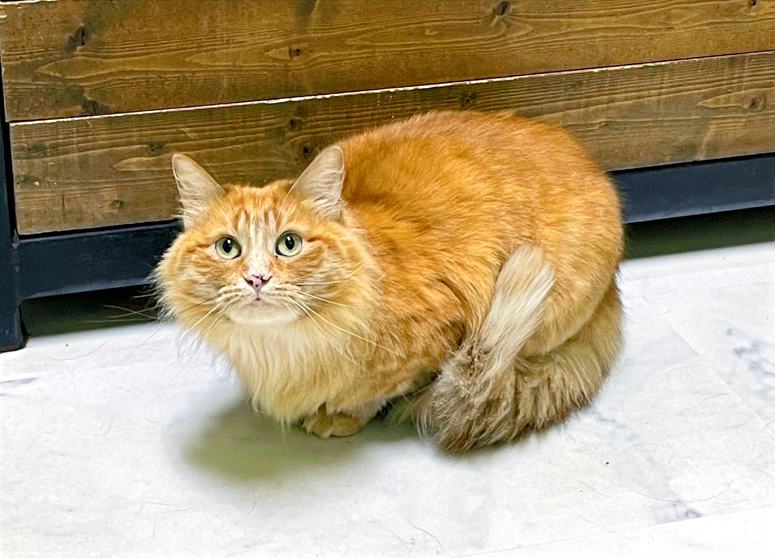 Clementine, a Adoptable Domestic Long Hair in Columbia, KY image 3/5
