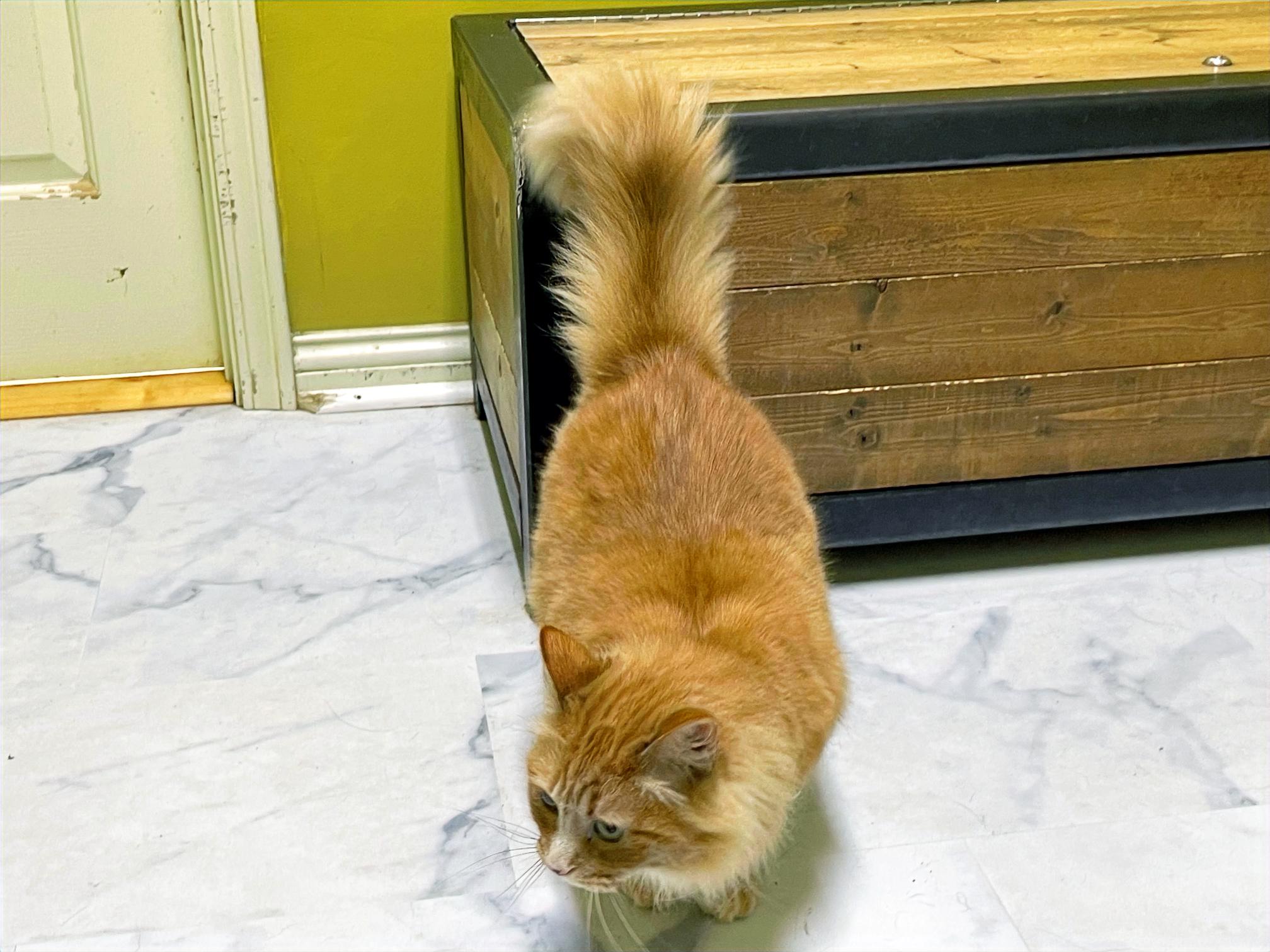 Clementine, a Adoptable Domestic Long Hair in Columbia, KY image 5/5