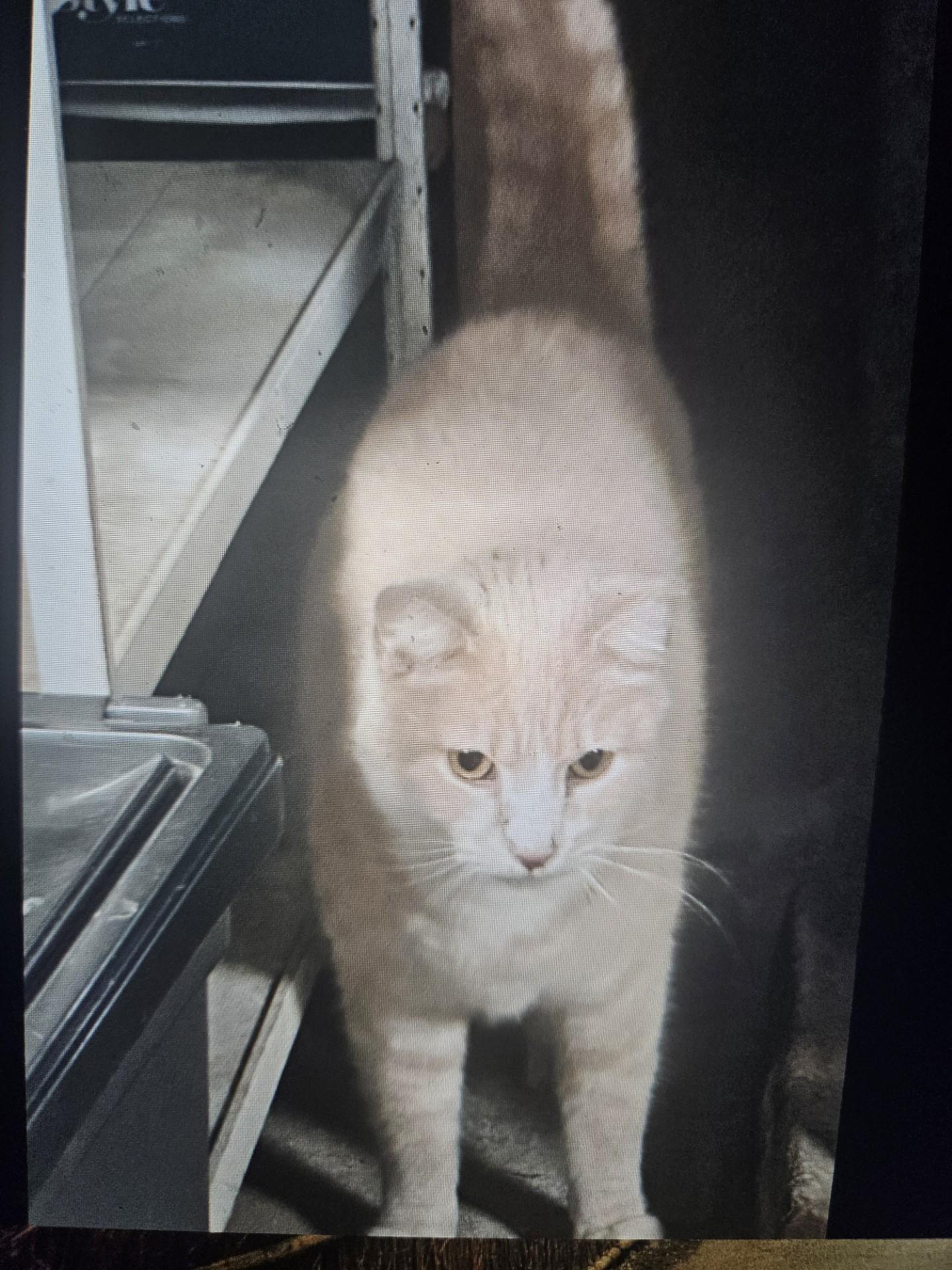 Jackson is Looking for a Family with KitKat!, Adult Male unknown