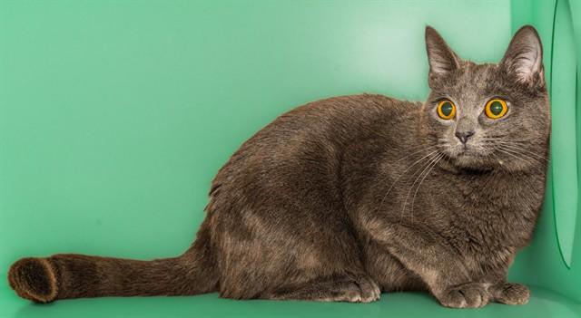 GREYBY, Adoptable, Young Female Domestic Short Hair.