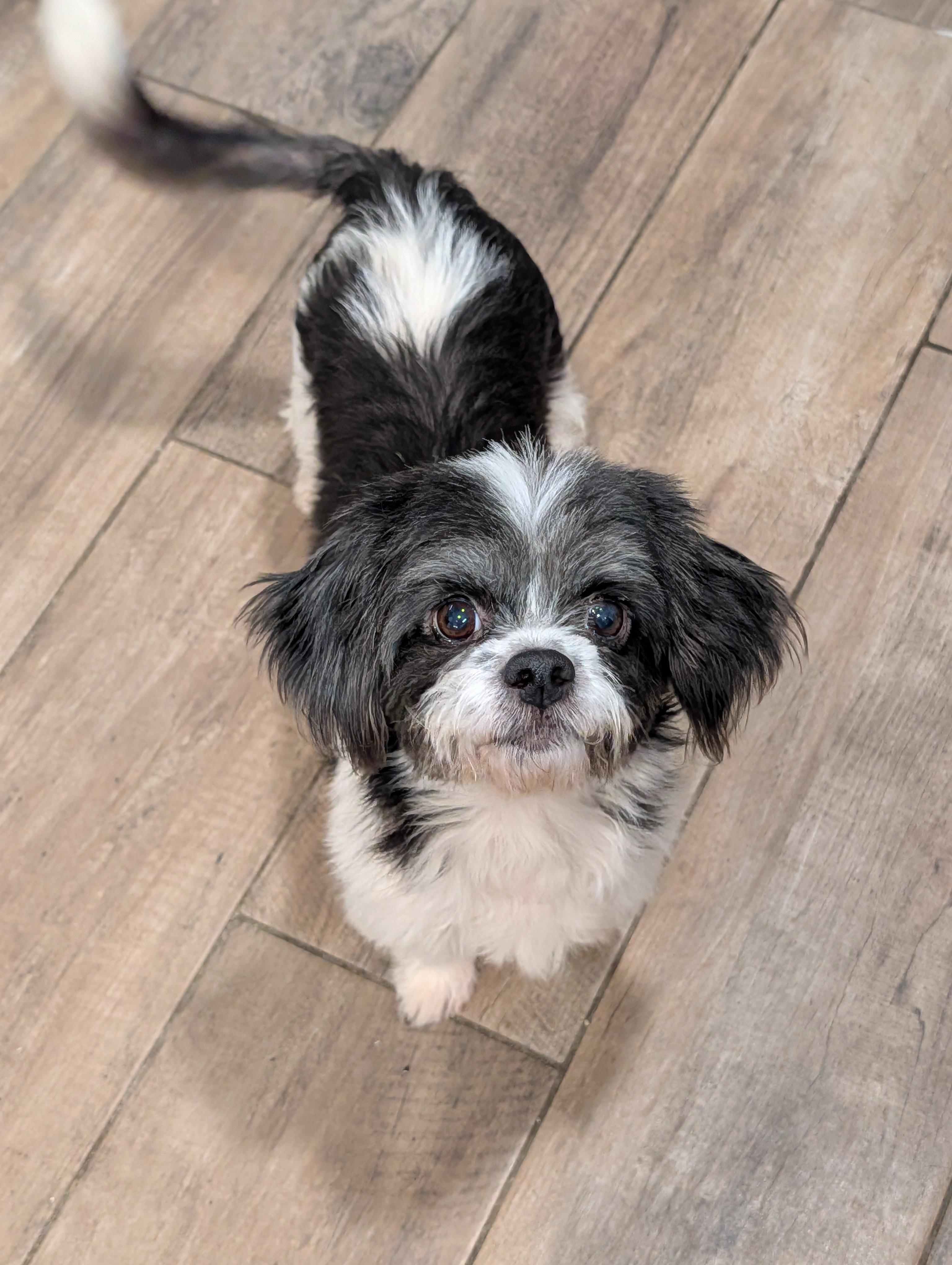 Hopscotch, an adopted mixed breed in Baton Rouge, LA image 3/5