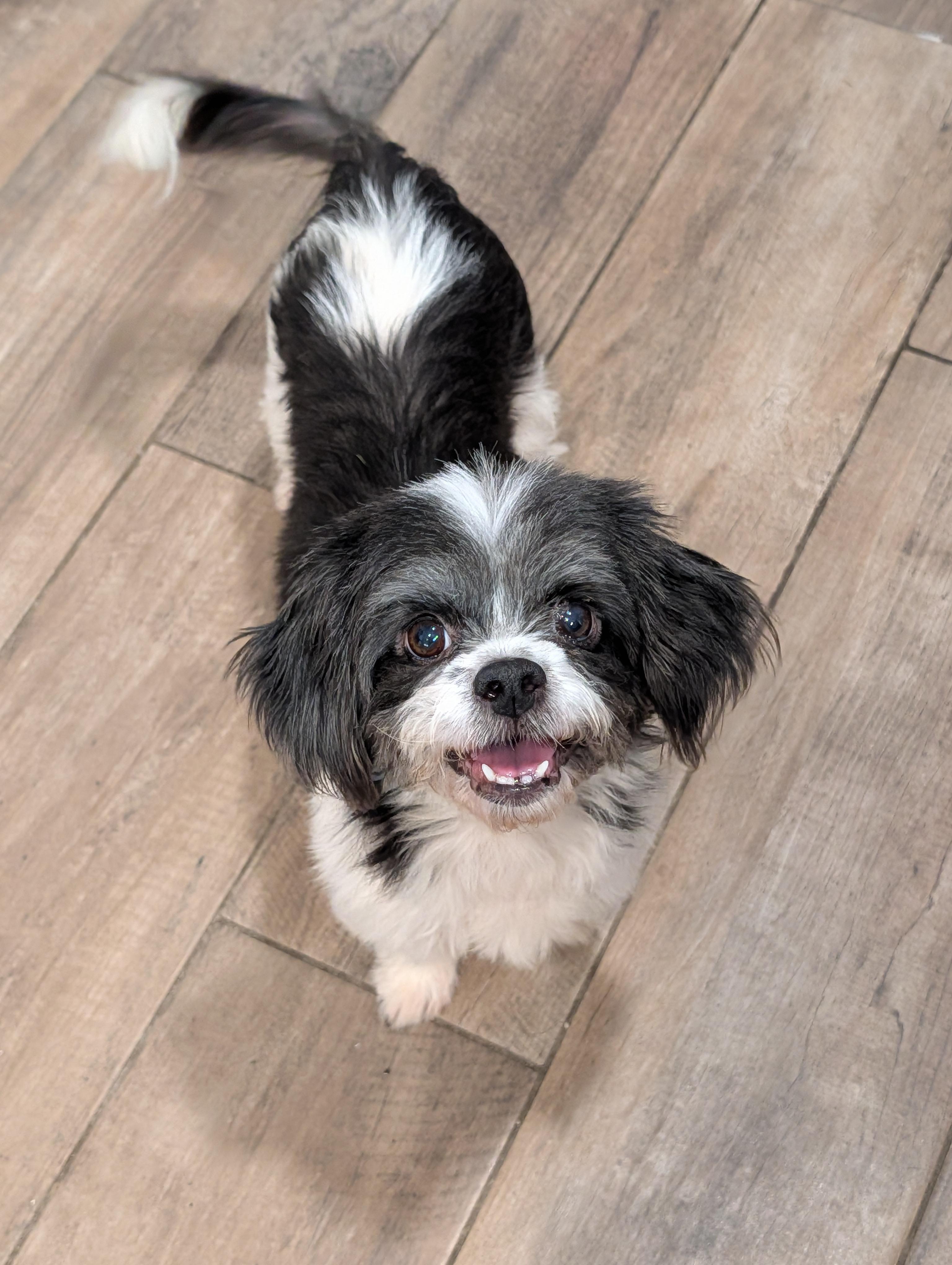 Hopscotch, an adopted mixed breed in Baton Rouge, LA image 1/5