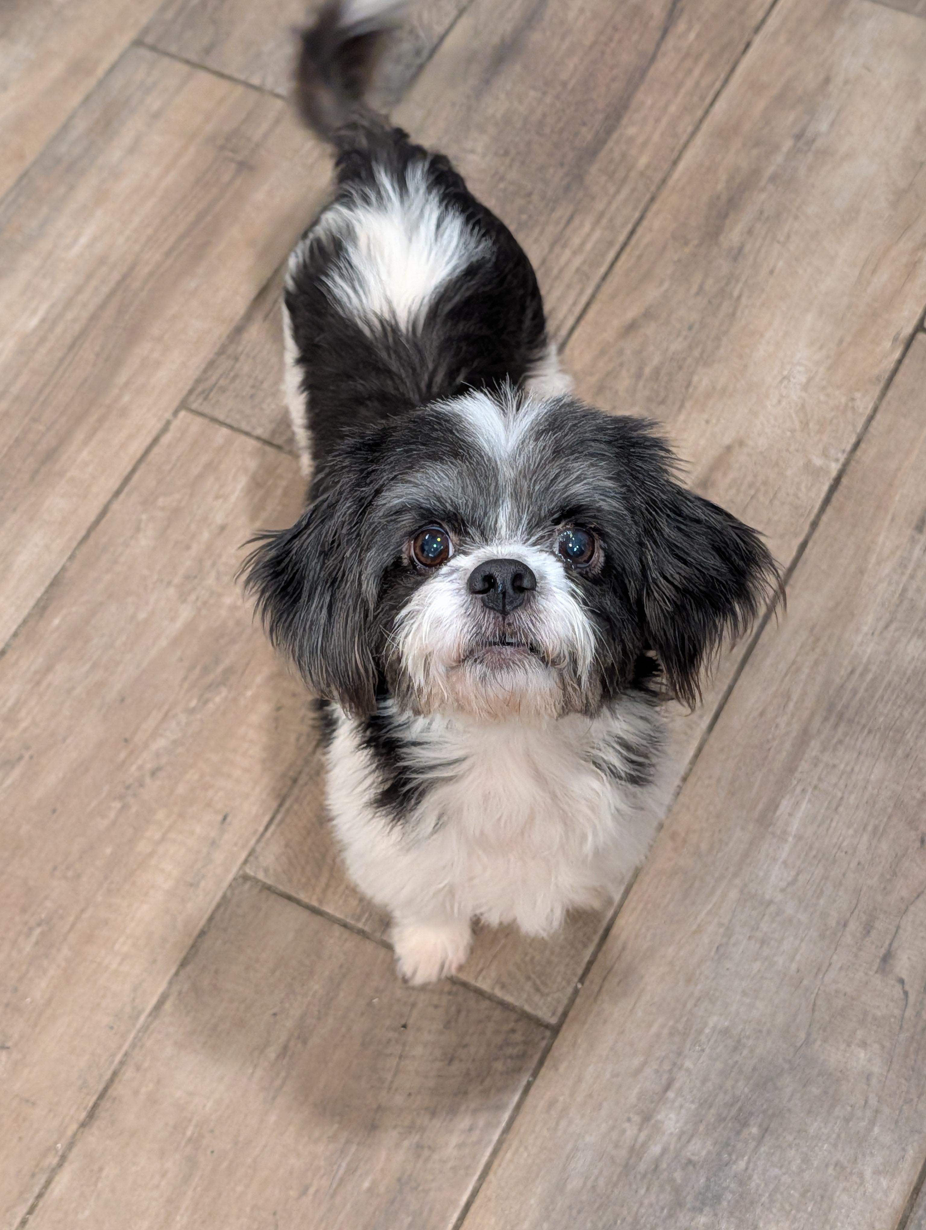 Hopscotch, an adopted mixed breed in Baton Rouge, LA image 4/5