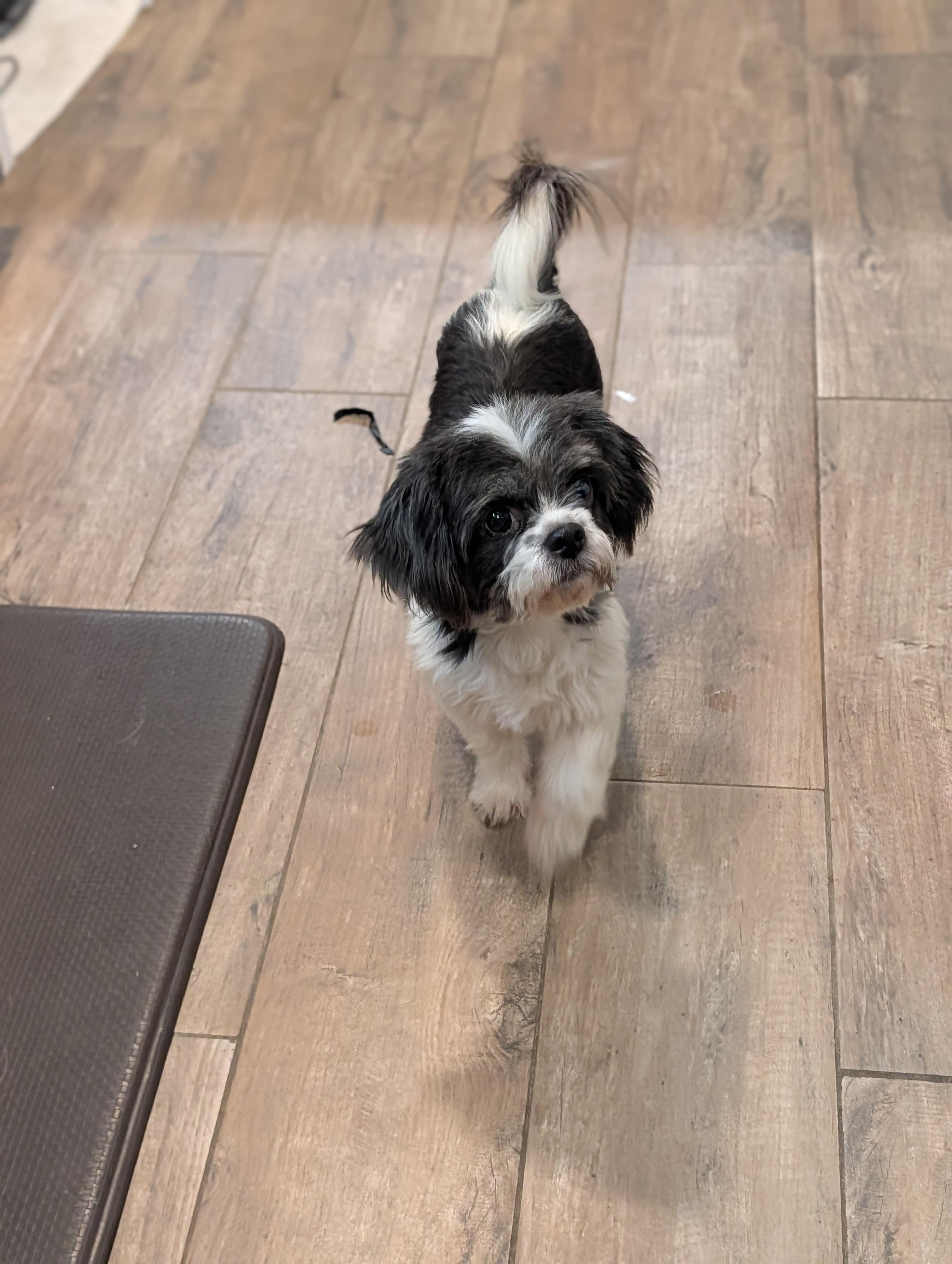 Hopscotch, an adopted mixed breed in Baton Rouge, LA image 5/5