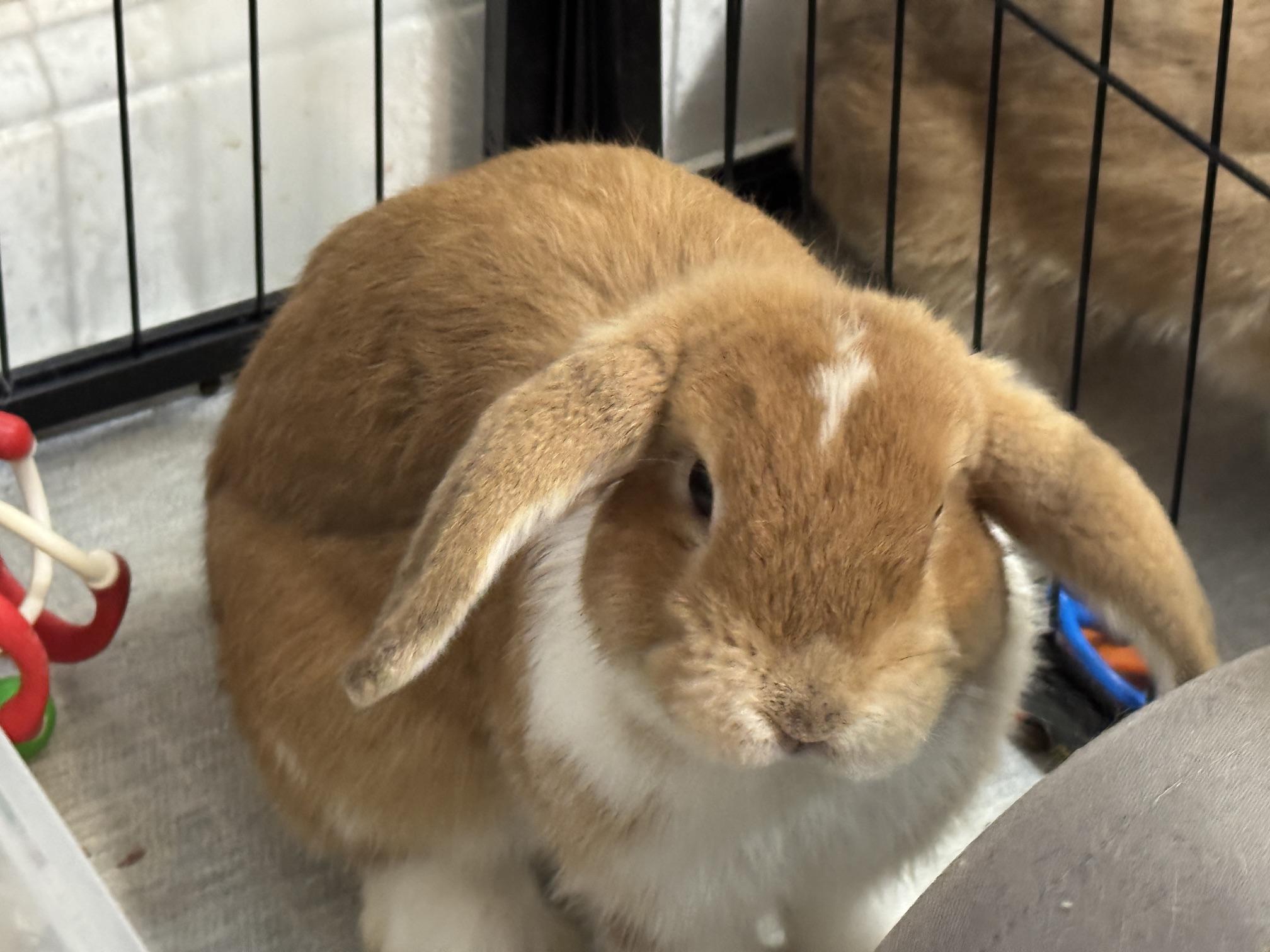 Enlarge Jane and Buck, a Adoptable Mini Lop in Waynesboro, VA image 3/4