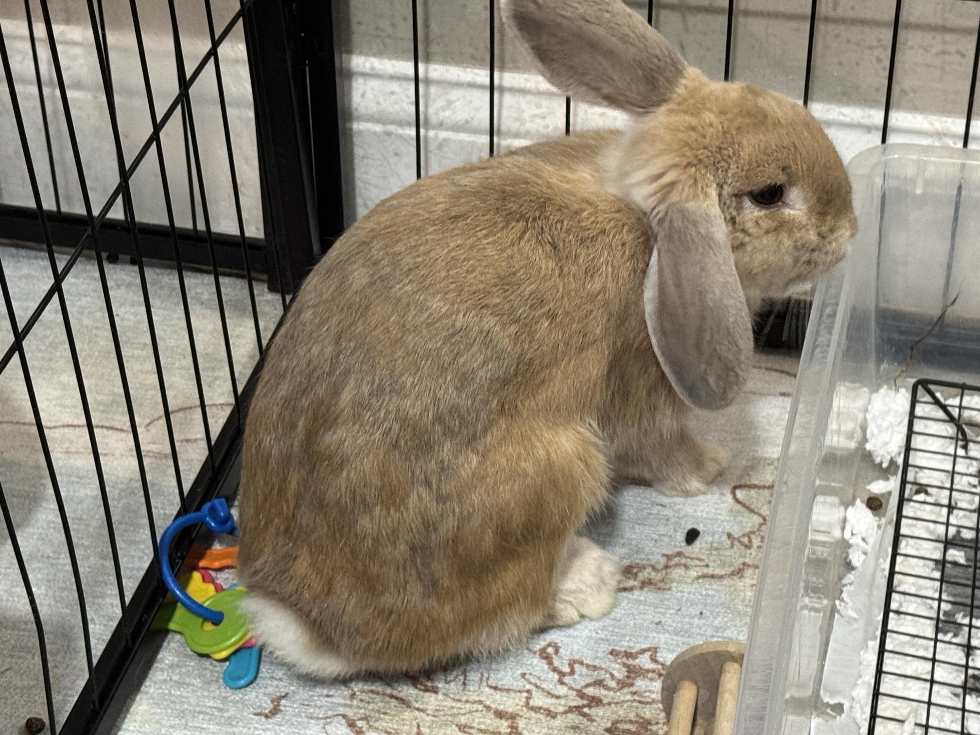 Enlarge Jane and Buck, a Adoptable Mini Lop in Waynesboro, VA image 2/4