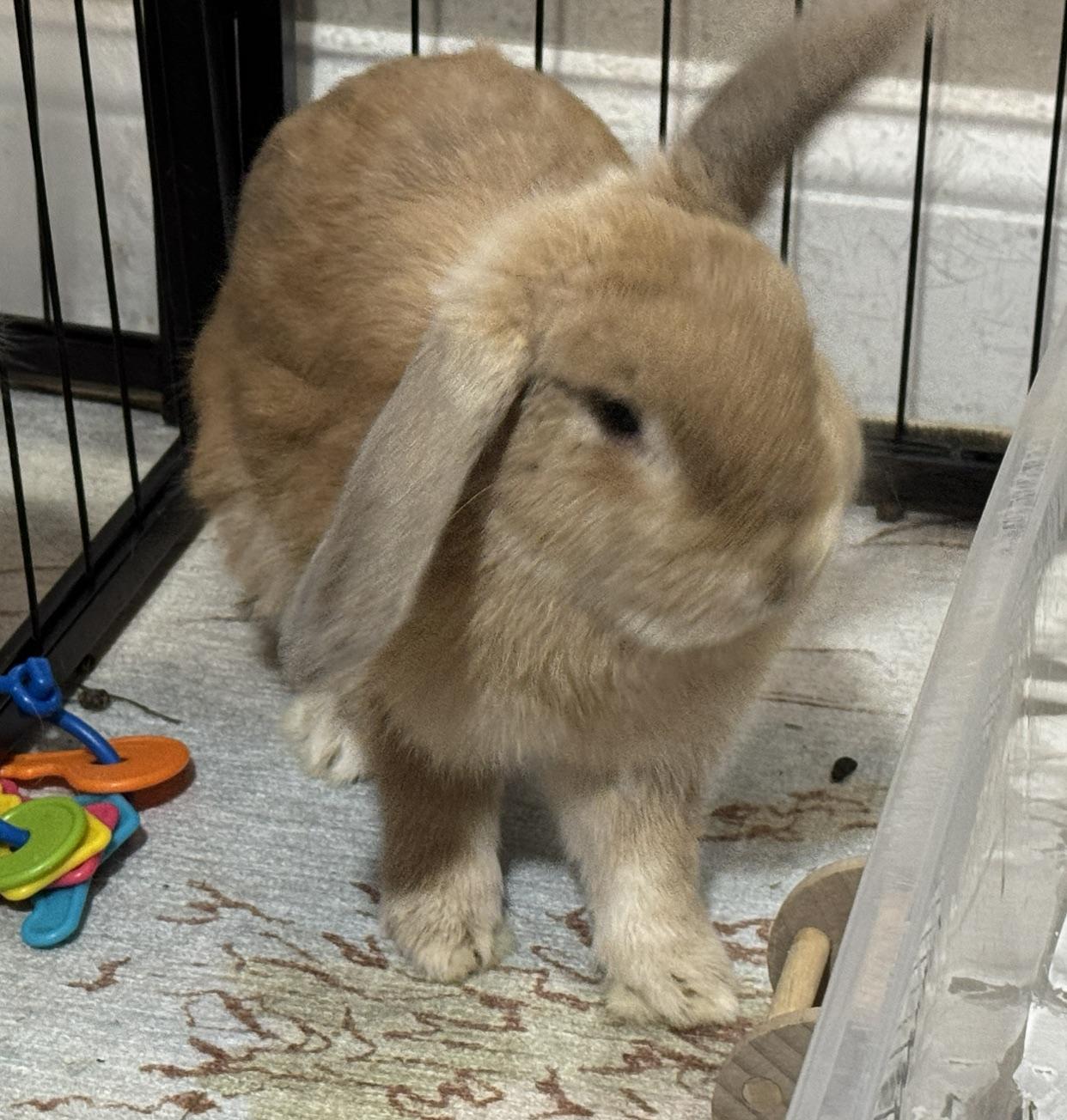 Enlarge Jane and Buck, a Adoptable Mini Lop in Waynesboro, VA image 4/4