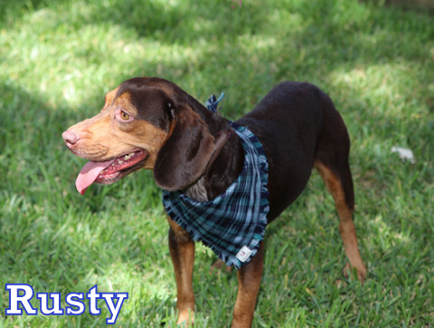 RUSTY, an adopted mixed breed in Humble, TX image 2/6