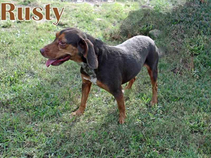 RUSTY, an adopted mixed breed in Humble, TX image 5/6