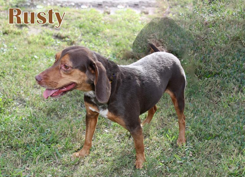 RUSTY, an adopted mixed breed in Humble, TX image 3/6