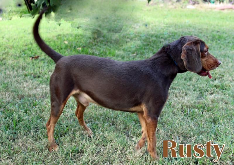 RUSTY, an adopted mixed breed in Humble, TX image 4/6