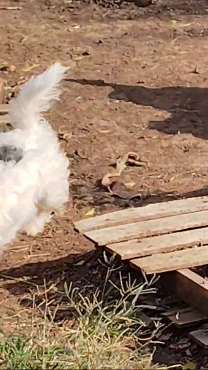 Enlarge RUSTY, an adopted mixed breed in Humble, TX video 6/6