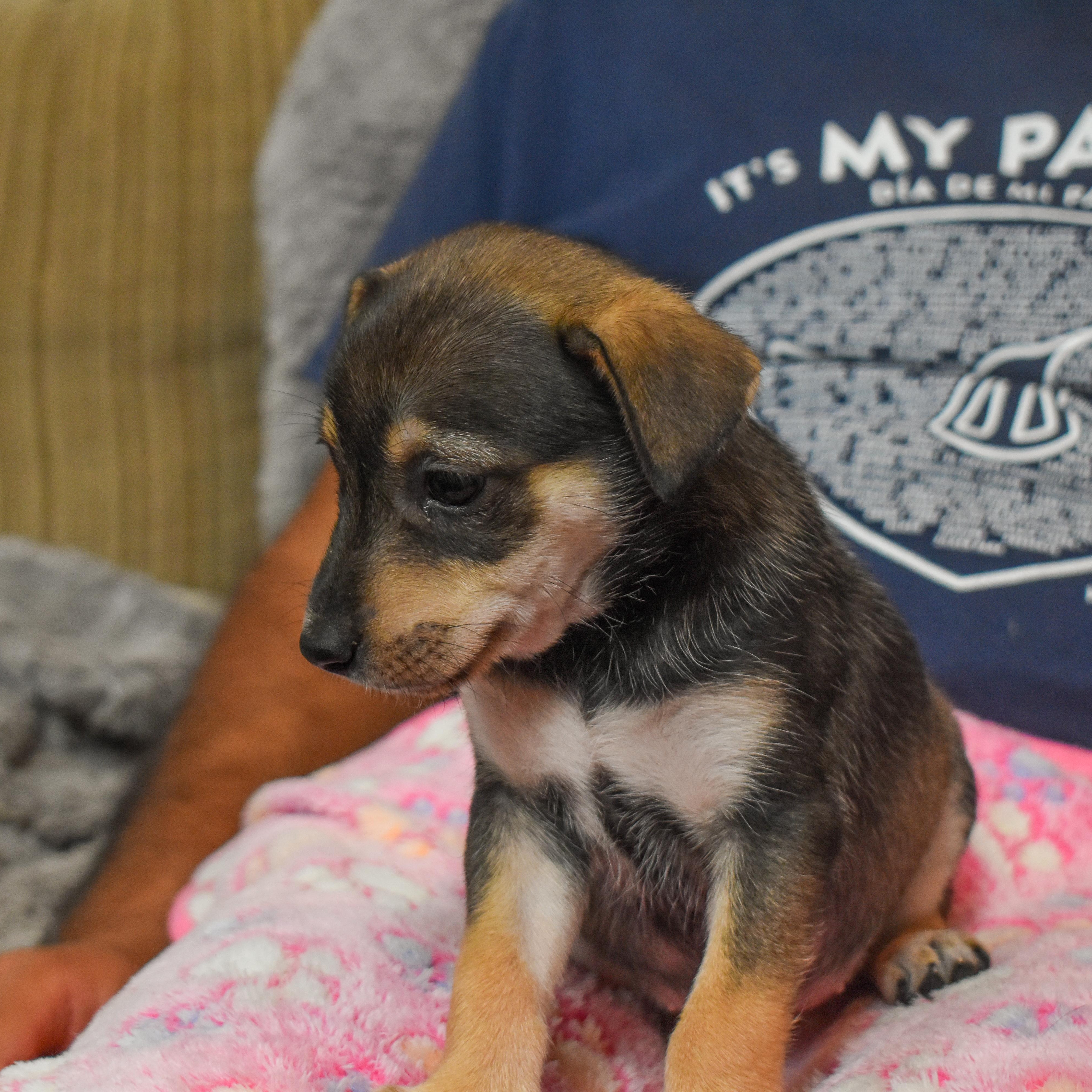 Buttercup — thumbnail 3