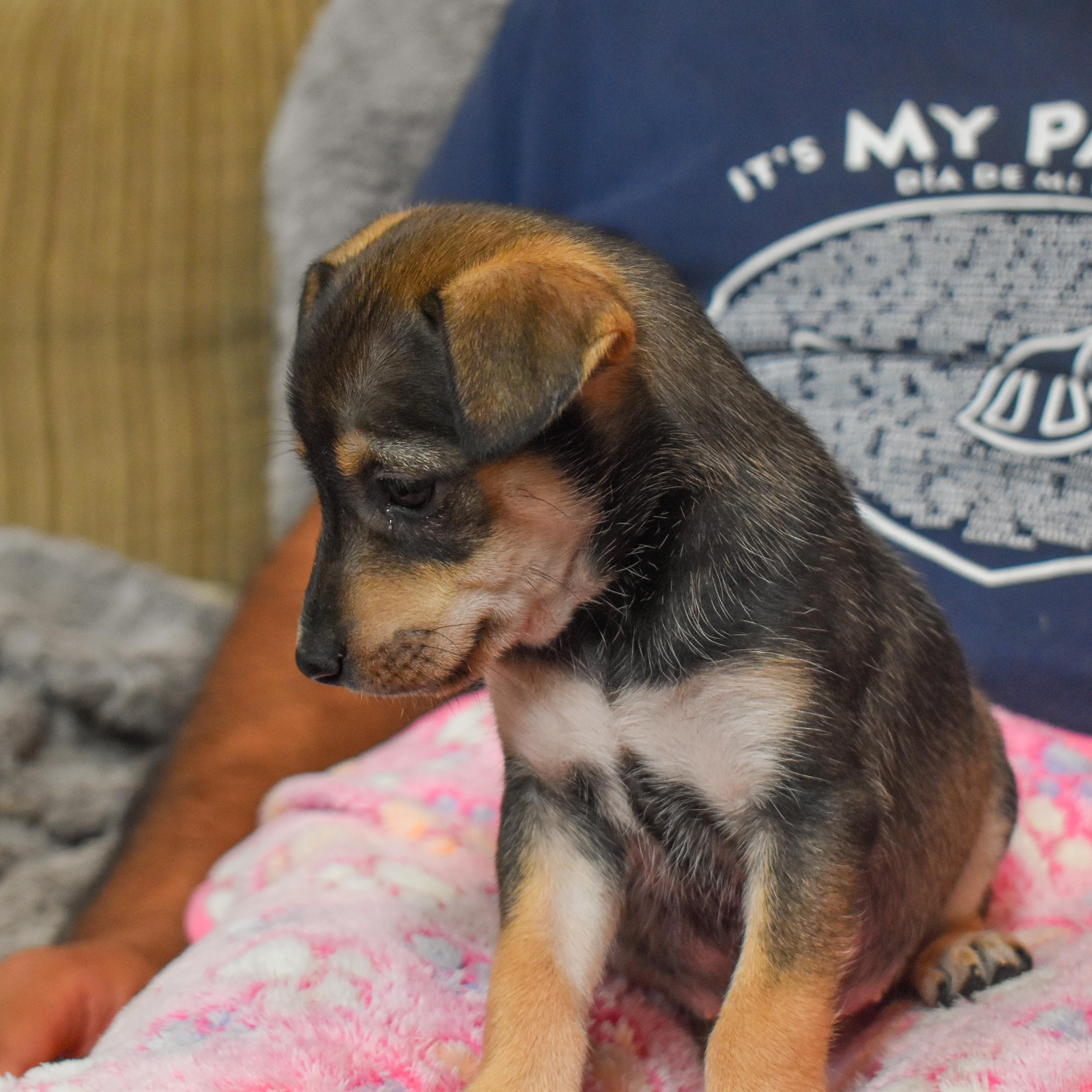 Buttercup — thumbnail 5