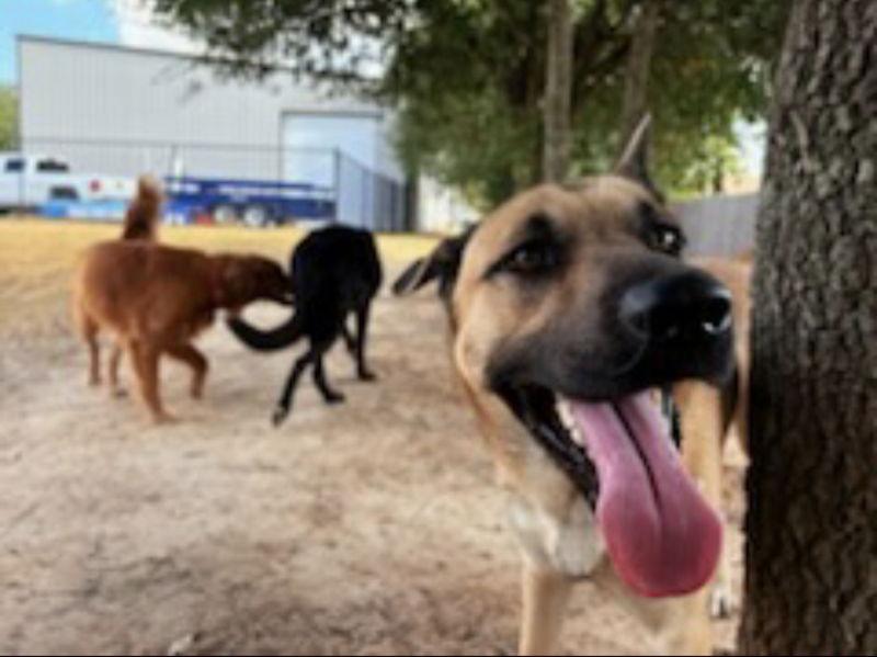 Wesley, Adoptable, Young Male German Shepherd Dog & Belgian Shepherd / Malinois.